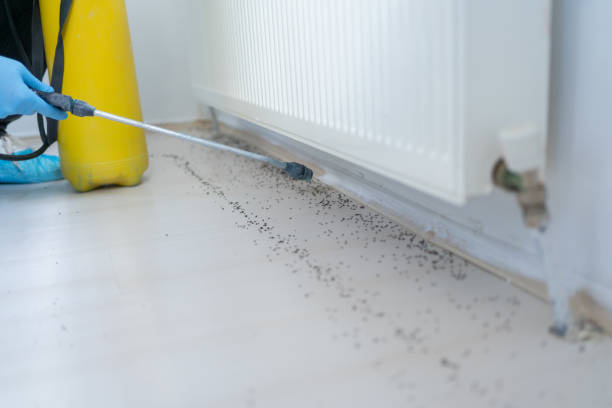 Best Insect Control  in North Plymouth, MA