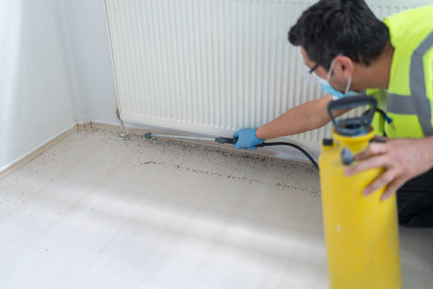 Best Termite Control Services  in North Plymouth, MA